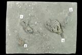 Four Species of Crinoids on One Plate - Crawfordsville, Indiana #132806-1